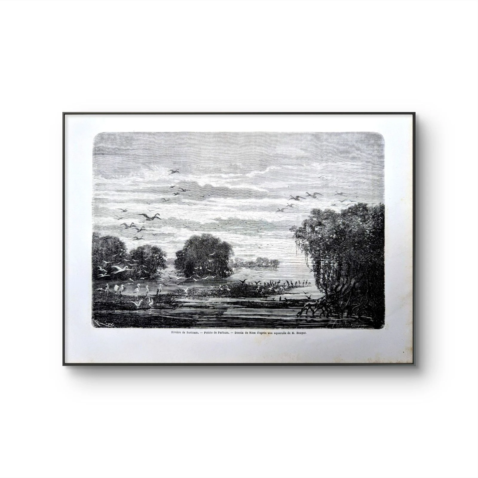 Rivière de Surinam, Parham. Ilustração impressa em 1866. – photo 6